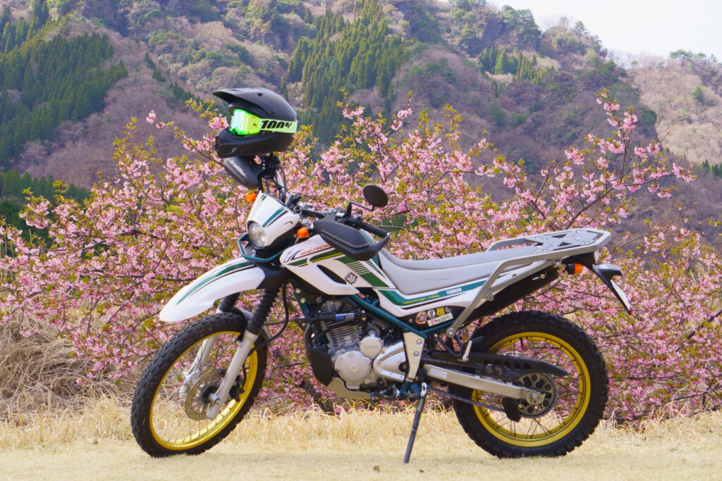 アスペクタの河津桜とバイク