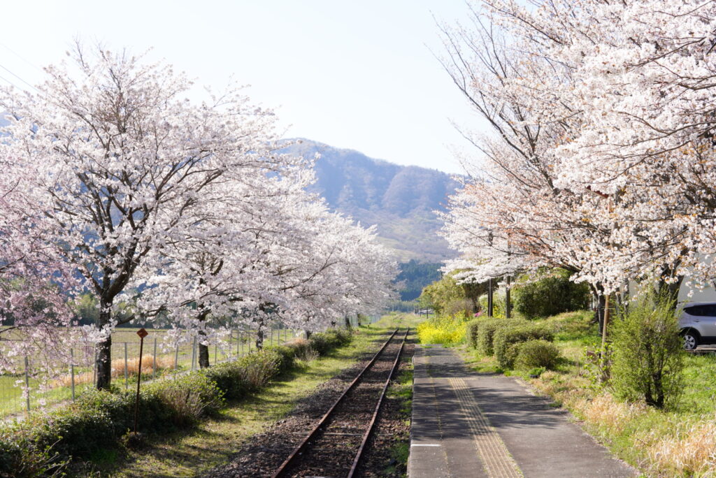 長陽駅と桜