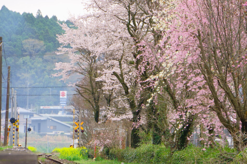 長陽駅と桜